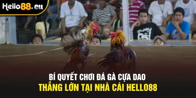 Bí quyết chơi đá gà cựa dao hiệu quả tại nhà cái HELLO88 Bí quyết chơi đá gà cựa dao hiệu quả tại nhà cái HELLO88