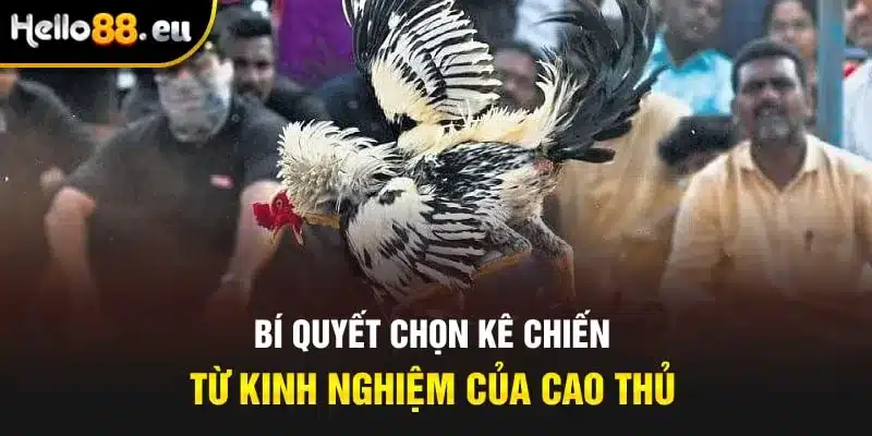 Bí quyết chọn kê chiến từ kinh nghiệm của cao thủ