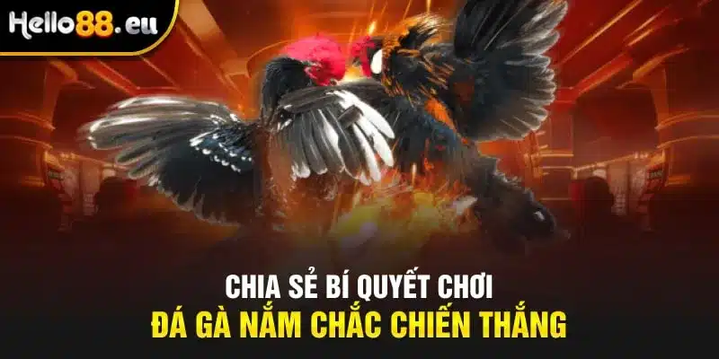 Chia sẻ bí quyết chơi đá gà nắm chắc chiến thắng