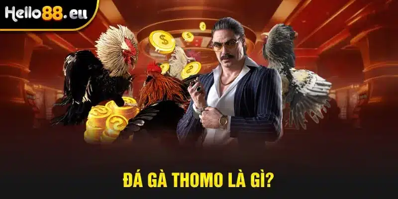 Đá gà Thomo là gì? Đá gà Thomo là gì?
