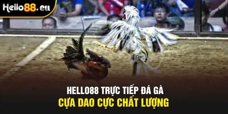 HELLO88 trực tiếp đá gà cựa dao cực chất lượng HELLO88 trực tiếp đá gà cựa dao cực chất lượng