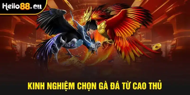 Kinh nghiệm chọn gà đá từ cao thủ