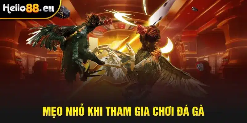 Mẹo nhỏ khi tham gia chơi đá gà